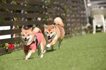 ドッグランで遊ぶ柴犬