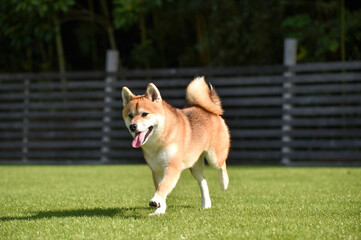 ドッグランで遊ぶ柴犬