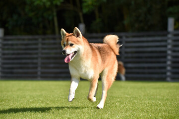 ドッグランで遊ぶ柴犬