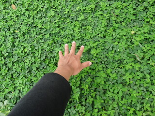 hand and grass in tana toraja