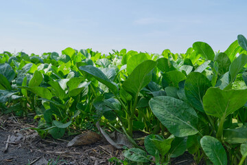 Guangdong in the outdoor vegetable garden