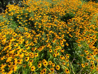 lush field full of bright yellow Black-Eyed Susan flowers sunlit with details and shadows