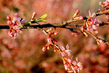 blossom in spring