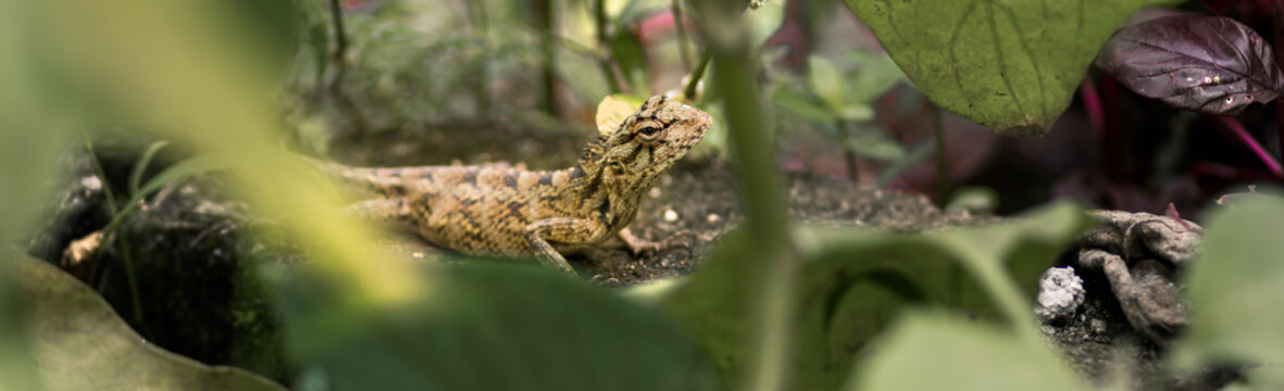 Yellow color changeable skin lizard on the ground, photograph through the leaves, walking in the tropical forest floor,