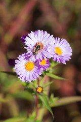 The common drone fly (lat. Eristalis tenax), of the family Syrphidae, and Symphyotrichum novi-belgii (syn. Aster novi-belgii), of the daisy family (Asteraceae).