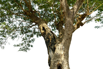 Fototapeta na wymiar Image of the base of an tree on a white background.