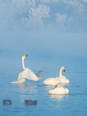 A gentle view of  white swans glowing in the morning frost in the winter light. Beautiful fog soars above the water. The love relationship between birds. Swans. Altai Republic. Siberia. Russia.