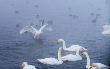 Fototapeta premium Wintering of white swans trumpeters in the morning fog on a non-freezing lake in Siberia. Whooper swan flaps its wings and stretches its neck