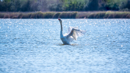 Graceful white Swan swimming in the lake and flaps its wings on the water. Valentine's Day background