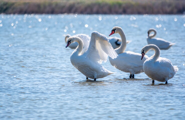 Graceful white Swan swimming in the lake and flaps its wings on the water.