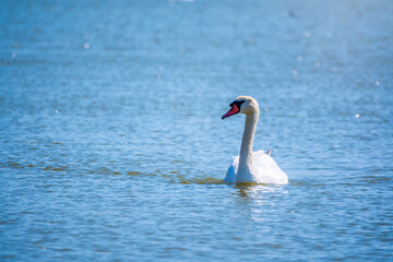 Graceful white Swan swimming in the lake, swans in the wild. Portrait of a white swan swimming on a lake.