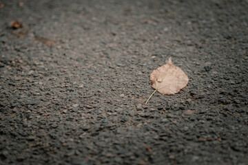 Old Dry Leaves on the Ground