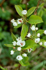 tree blossom