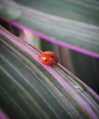 beautiful beetles perching on a plant look so natural
