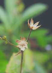 Dried flowers look unique and all look so natural.