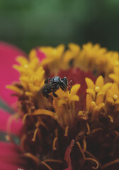 the black bee on the flower pistil looks so natural