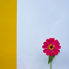 flower on a blue background