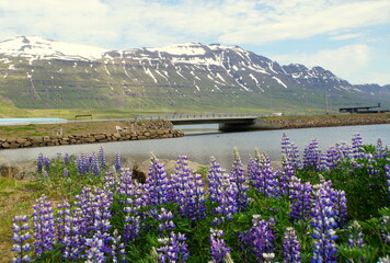 The view of the bridge connecting the town overlooking snowy mountain and purple lupine flowers near Seydisfjordur, Iceland during the summer