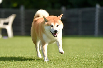 ドッグランで遊ぶ柴犬
