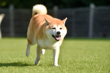 ドッグランで遊ぶ柴犬