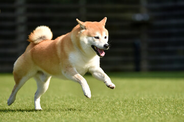 ドッグランで遊ぶ柴犬