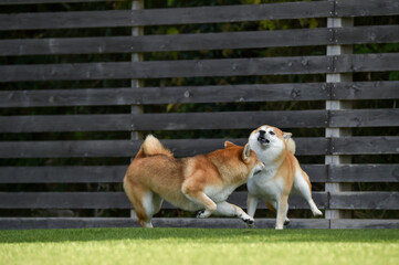 ドッグランで遊ぶ柴犬