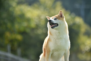 ドッグランで遊ぶ柴犬