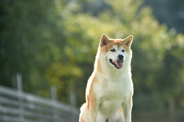 ドッグランで遊ぶ柴犬