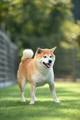 ドッグランで遊ぶ柴犬