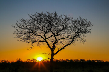 Fototapeta na wymiar Sunset in Kruger National Park 