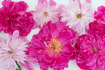 Layout of inflorescences of red and pink peonies on a white background