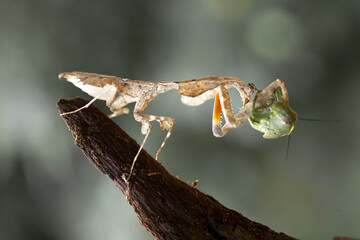Deroplatys Lobata in Beautiful Style
