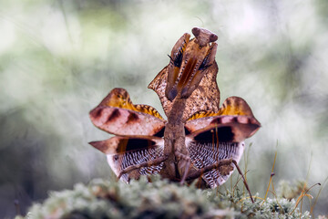 Deroplatys Lobata in Beautiful Style