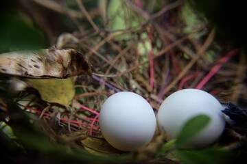 small bird eggs found in a nest in a home garden in Sri Lanka
