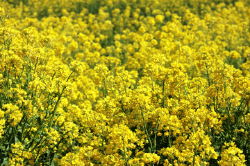 Rape field in full bloom in spring