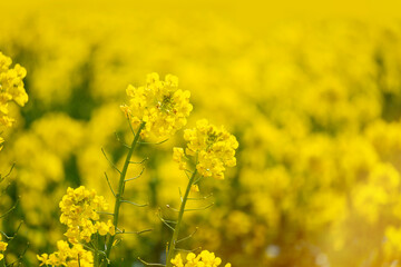 Rape field in full bloom in spring
