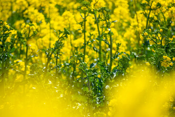 Rape field in full bloom in spring