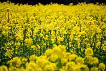 Rape field in full bloom in spring