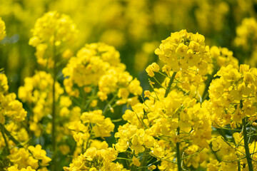 Rape field in full bloom in spring