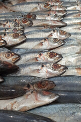 fresh fish on the market