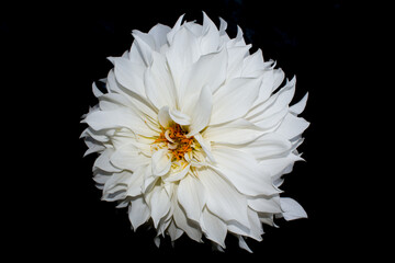 beautiful white dahlia flower isolated in black background