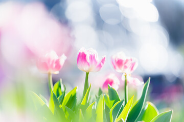 Fototapeta premium アイスチューリップ