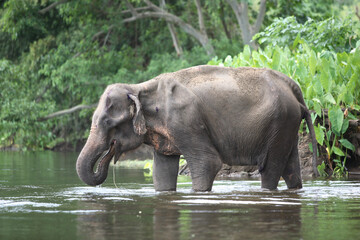 Fototapeta na wymiar Elephant eating and drinking in the water