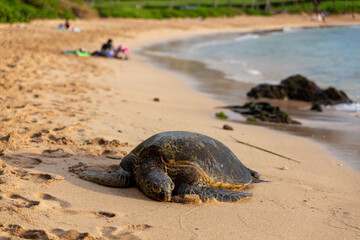 Great Sea Turtle in Maui