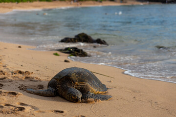 Great Sea Turtle in Maui