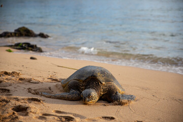 Great Sea Turtles Rest on Sand Beach in Maui