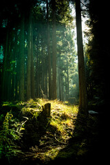 Fototapeta premium 木漏れ日