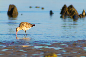 a shorebird was looking food for breakfast, Dili Timor Leste