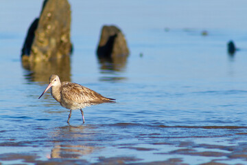 A shore bird was posing at beach area, Dili TImor Leste 