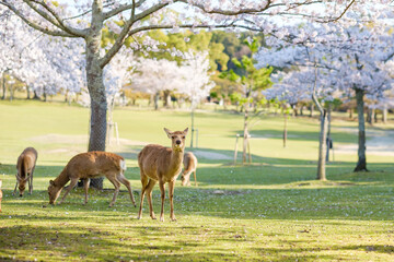 Naklejka na ściany i meble 桜と鹿の群れ　奈良県奈良市奈良公園